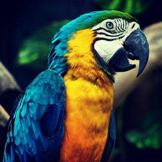 Tropical birds 